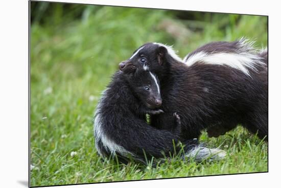 USA, Minnesota, Sandstone, Mother Skunk Carrying the Little One-Hollice Looney-Mounted Photographic Print