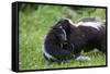 USA, Minnesota, Sandstone, Mother Skunk Carrying the Little One-Hollice Looney-Framed Stretched Canvas