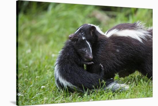 USA, Minnesota, Sandstone, Mother Skunk Carrying the Little One-Hollice Looney-Stretched Canvas