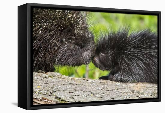 USA, Minnesota, Sandstone, Porcupine Mother and Baby-Hollice Looney-Framed Stretched Canvas