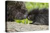 USA, Minnesota, Sandstone, Porcupine Mother and Baby-Hollice Looney-Stretched Canvas