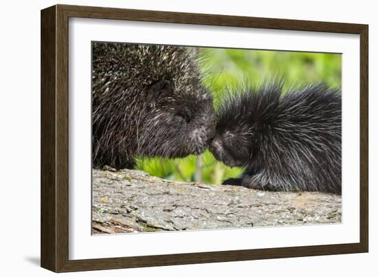 USA, Minnesota, Sandstone, Porcupine Mother and Baby-Hollice Looney-Framed Photographic Print