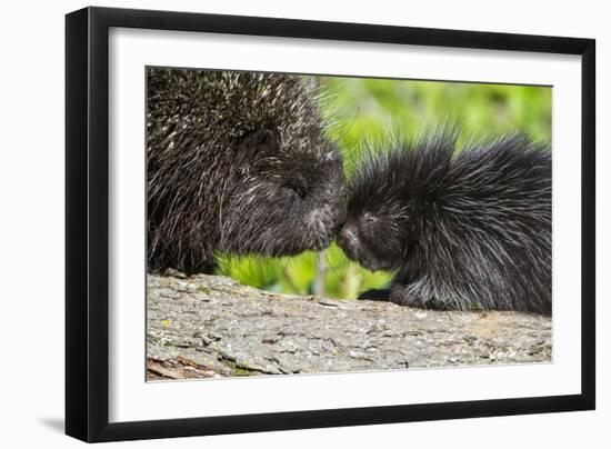 USA, Minnesota, Sandstone, Porcupine Mother and Baby-Hollice Looney-Framed Photographic Print