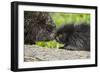 USA, Minnesota, Sandstone, Porcupine Mother and Baby-Hollice Looney-Framed Photographic Print