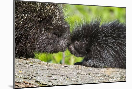 USA, Minnesota, Sandstone, Porcupine Mother and Baby-Hollice Looney-Mounted Photographic Print