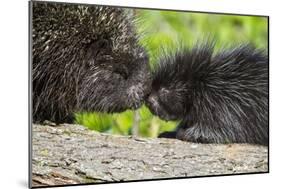 USA, Minnesota, Sandstone, Porcupine Mother and Baby-Hollice Looney-Mounted Photographic Print