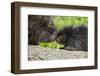 USA, Minnesota, Sandstone, Porcupine Mother and Baby-Hollice Looney-Framed Photographic Print