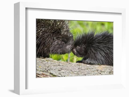 USA, Minnesota, Sandstone, Porcupine Mother and Baby-Hollice Looney-Framed Photographic Print