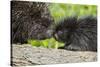 USA, Minnesota, Sandstone, Porcupine Mother and Baby-Hollice Looney-Stretched Canvas