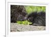 USA, Minnesota, Sandstone, Porcupine Mother and Baby-Hollice Looney-Framed Photographic Print