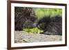 USA, Minnesota, Sandstone, Porcupine Mother and Baby-Hollice Looney-Framed Photographic Print