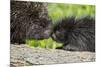 USA, Minnesota, Sandstone, Porcupine Mother and Baby-Hollice Looney-Mounted Photographic Print