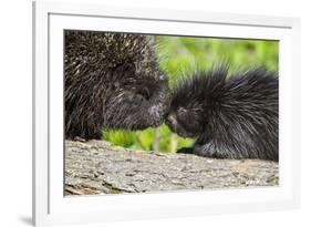 USA, Minnesota, Sandstone, Porcupine Mother and Baby-Hollice Looney-Framed Premium Photographic Print