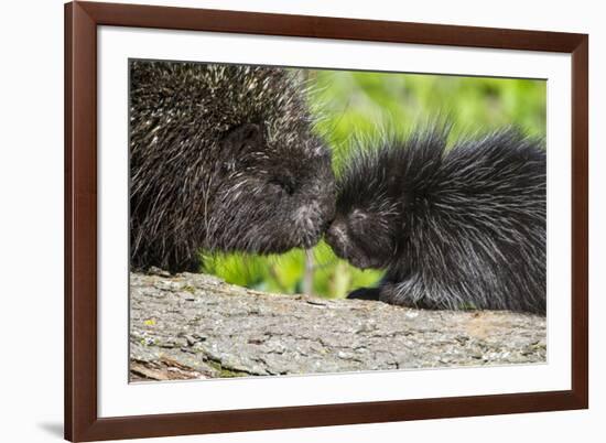 USA, Minnesota, Sandstone, Porcupine Mother and Baby-Hollice Looney-Framed Premium Photographic Print