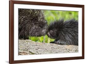 USA, Minnesota, Sandstone, Porcupine Mother and Baby-Hollice Looney-Framed Premium Photographic Print