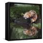 USA, Minnesota, Sandstone. Red fox and kit reflected in water's edge.-Wendy Kaveney-Framed Stretched Canvas