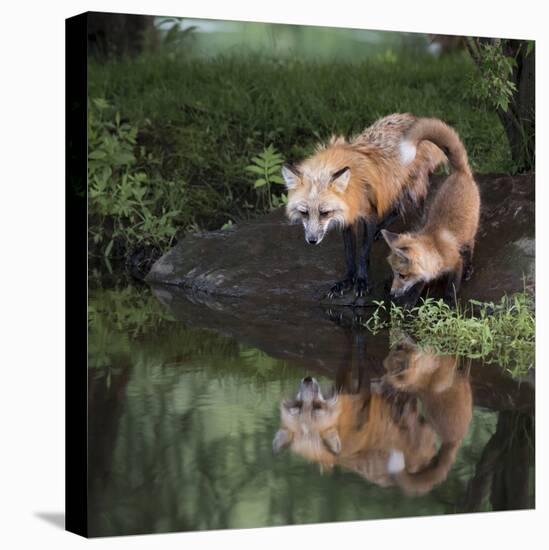 USA, Minnesota, Sandstone. Red fox and kit reflected in water's edge.-Wendy Kaveney-Stretched Canvas