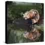 USA, Minnesota, Sandstone. Red fox and kit reflected in water's edge.-Wendy Kaveney-Stretched Canvas