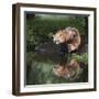 USA, Minnesota, Sandstone. Red fox and kit reflected in water's edge.-Wendy Kaveney-Framed Photographic Print