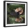 USA, Minnesota, Sandstone. Red fox and kit reflected in water's edge.-Wendy Kaveney-Framed Photographic Print