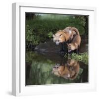 USA, Minnesota, Sandstone. Red fox and kit reflected in water's edge.-Wendy Kaveney-Framed Photographic Print