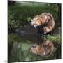 USA, Minnesota, Sandstone. Red fox and kit reflected in water's edge.-Wendy Kaveney-Mounted Photographic Print
