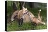 USA, Minnesota, Sandstone. Red fox and pup playing.-Wendy Kaveney-Stretched Canvas