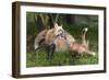 USA, Minnesota, Sandstone. Red fox and pup playing.-Wendy Kaveney-Framed Photographic Print