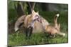 USA, Minnesota, Sandstone. Red fox and pup playing.-Wendy Kaveney-Mounted Photographic Print