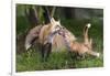 USA, Minnesota, Sandstone. Red fox and pup playing.-Wendy Kaveney-Framed Photographic Print