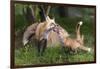 USA, Minnesota, Sandstone. Red fox and pup playing.-Wendy Kaveney-Framed Photographic Print