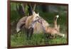 USA, Minnesota, Sandstone. Red fox and pup playing.-Wendy Kaveney-Framed Photographic Print