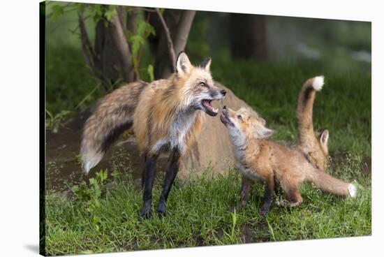 USA, Minnesota, Sandstone. Red fox and pup playing.-Wendy Kaveney-Stretched Canvas