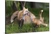 USA, Minnesota, Sandstone. Red fox and pup playing.-Wendy Kaveney-Stretched Canvas