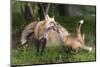 USA, Minnesota, Sandstone. Red fox and pup playing.-Wendy Kaveney-Mounted Photographic Print