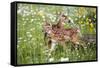 USA, Minnesota, Sandstone, Two Fawns Amidst Wildflowers-Hollice Looney-Framed Stretched Canvas