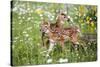 USA, Minnesota, Sandstone, Two Fawns Amidst Wildflowers-Hollice Looney-Stretched Canvas