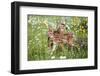 USA, Minnesota, Sandstone, Two Fawns Amidst Wildflowers-Hollice Looney-Framed Photographic Print