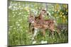 USA, Minnesota, Sandstone, Two Fawns Amidst Wildflowers-Hollice Looney-Mounted Photographic Print