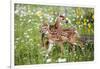 USA, Minnesota, Sandstone, Two Fawns Amidst Wildflowers-Hollice Looney-Framed Photographic Print