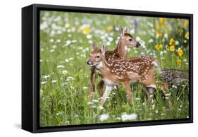 USA, Minnesota, Sandstone, Two Fawns Amidst Wildflowers-Hollice Looney-Framed Stretched Canvas