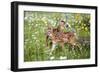 USA, Minnesota, Sandstone, Two Fawns Amidst Wildflowers-Hollice Looney-Framed Photographic Print