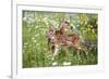 USA, Minnesota, Sandstone, Two Fawns Amidst Wildflowers-Hollice Looney-Framed Premium Photographic Print