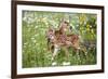 USA, Minnesota, Sandstone, Two Fawns Amidst Wildflowers-Hollice Looney-Framed Premium Photographic Print