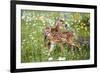 USA, Minnesota, Sandstone, Two Fawns Amidst Wildflowers-Hollice Looney-Framed Premium Photographic Print