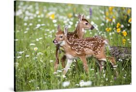 USA, Minnesota, Sandstone, Two Fawns Amidst Wildflowers-Hollice Looney-Stretched Canvas