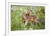 USA, Minnesota, Sandstone, Two Fawns Amidst Wildflowers-Hollice Looney-Framed Photographic Print