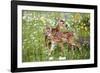 USA, Minnesota, Sandstone, Two Fawns Amidst Wildflowers-Hollice Looney-Framed Photographic Print