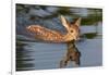 USA, Minnesota, Sandstone. White-tailed deer fawn swimming.-Wendy Kaveney-Framed Photographic Print