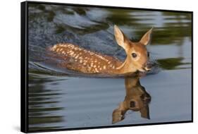 USA, Minnesota, Sandstone. White-tailed deer fawn swimming.-Wendy Kaveney-Framed Stretched Canvas